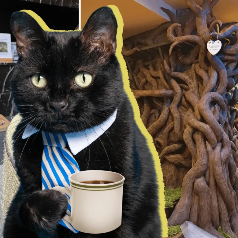 Best cat cafes in London